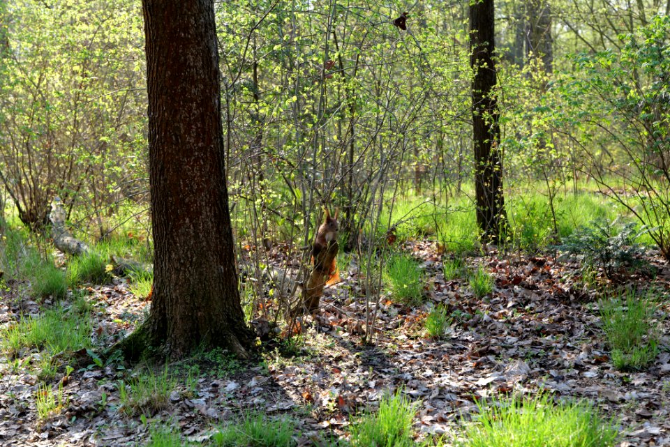 Volkspark Wuhlheide 2021-04-20 05