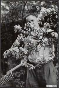 Volkstuinen, bloesems, fruitbomen, perenboom, Bestanddeelnr 043-0795