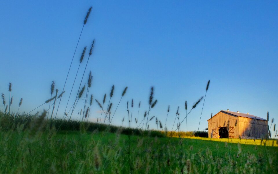 Rural agriculture green photo