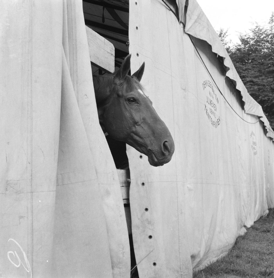 Voorbereidingen CHIO te Rotterdam, paard steekt kop door tent, Bestanddeelnr 911-4741