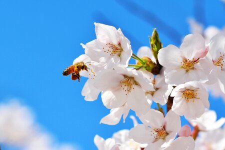 Cherry blossom sakura spring flowers photo