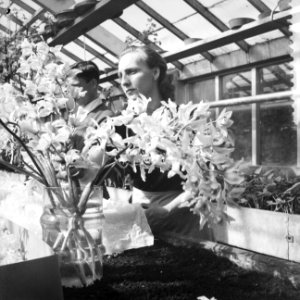 Voorbereidingen Engels staatsbezoek, orchidee van het concertgebouw, Bestanddeelnr 909-4258