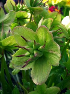 Garden flower hellebore