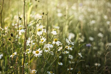 Summer sunny day nature