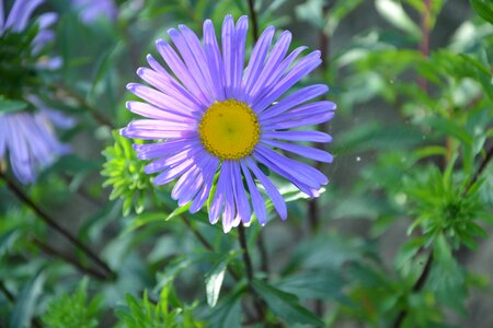 Marguerite purple petals green foliage