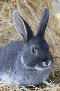 Bunny animal nature photo