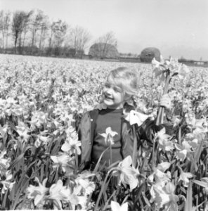 Voorjaar kinderen in een narcissenveld, Bestanddeelnr 916-3085
