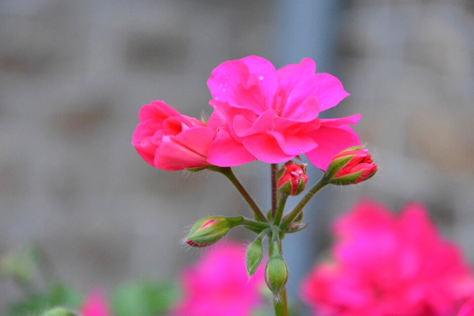 Nature pink flower