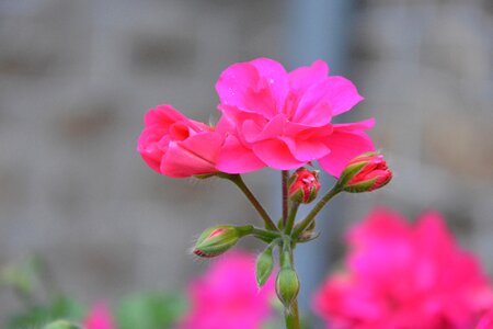 Nature pink flower photo