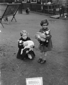 Voorjaarsplaatjes Artis kinderboerderij, Bestanddeelnr 905-6693