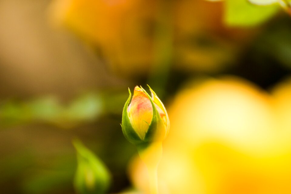 Autumn rose yellow bud
