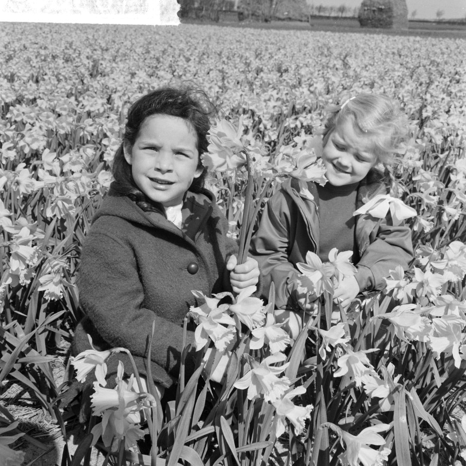 Voorjaar kinderen in een narcissenveld, Bestanddeelnr 916-3089