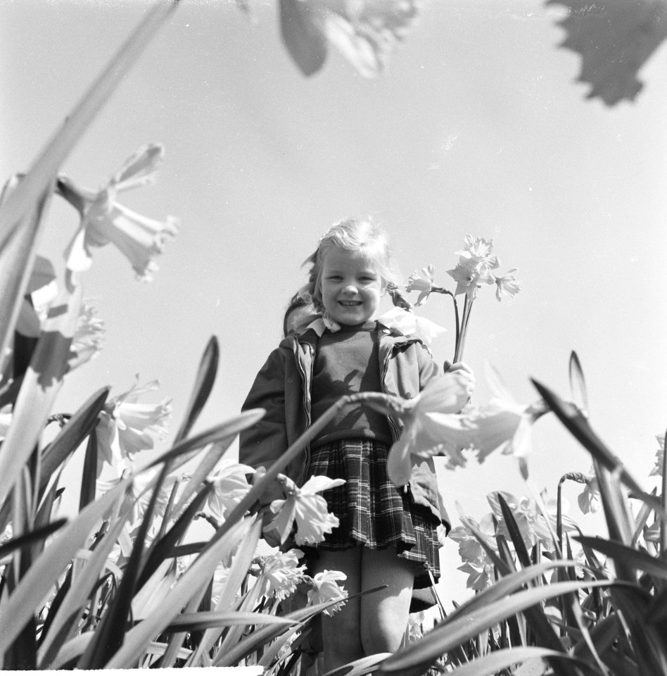Voorjaar kinderen in een narcissenveld, Bestanddeelnr 916-3088