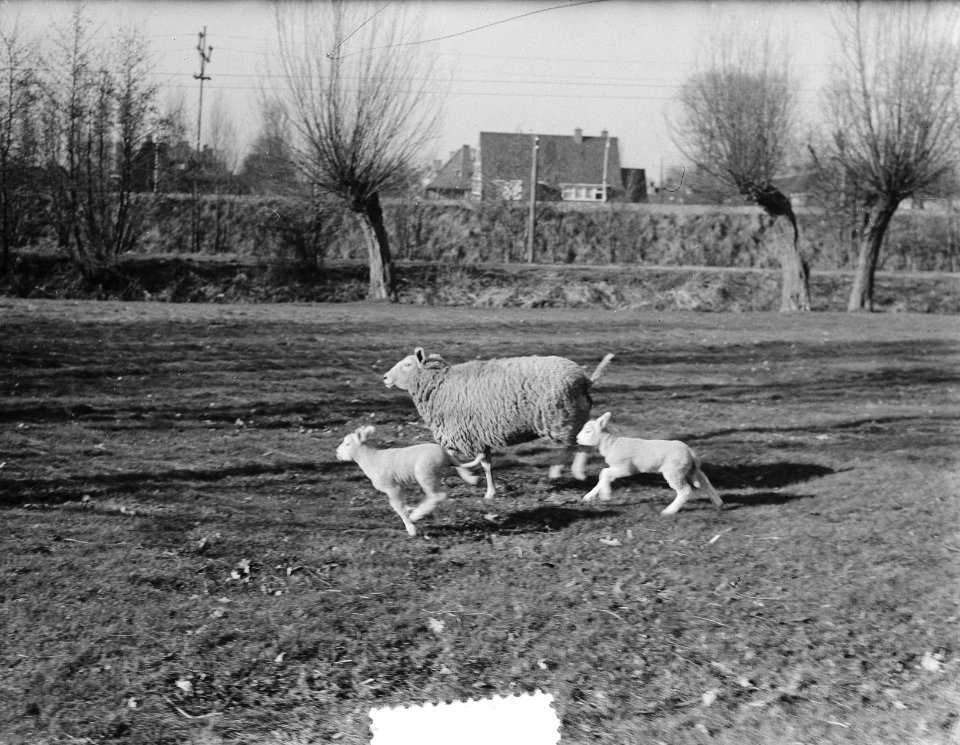 Voorjaar schapen met lammeren, Bestanddeelnr 905-0106