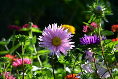 Garden nature bouquet photo