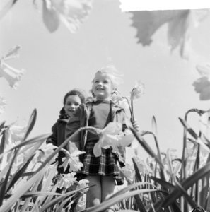 Voorjaar kinderen in een narcissenveld, Bestanddeelnr 916-3084