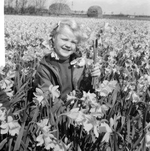 Voorjaar kinderen in een narcissenveld, Bestanddeelnr 916-3086