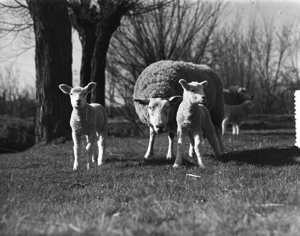 Voorjaar schapen met lammeren, Bestanddeelnr 905-0107