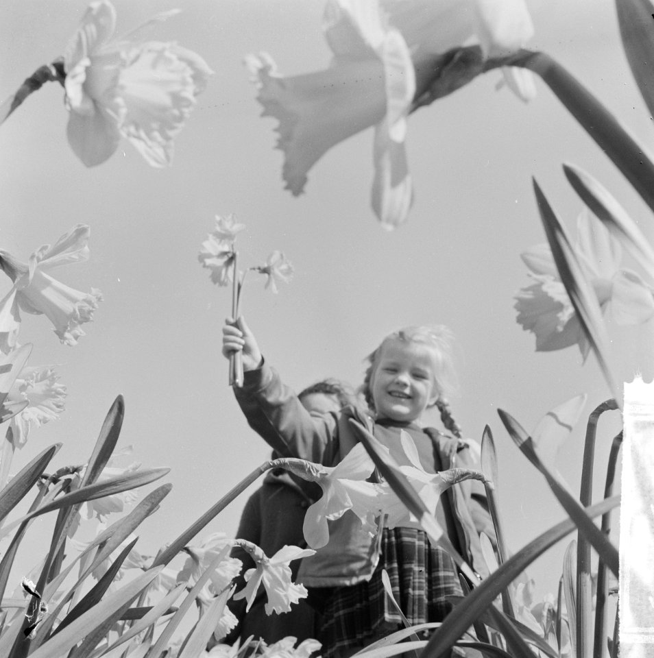 Voorjaar kinderen in een narcissenveld, Bestanddeelnr 916-3083