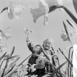 Voorjaar kinderen in een narcissenveld, Bestanddeelnr 916-3083