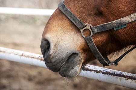 Halter animal bay