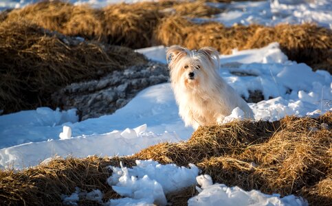 Pet outdoor grass