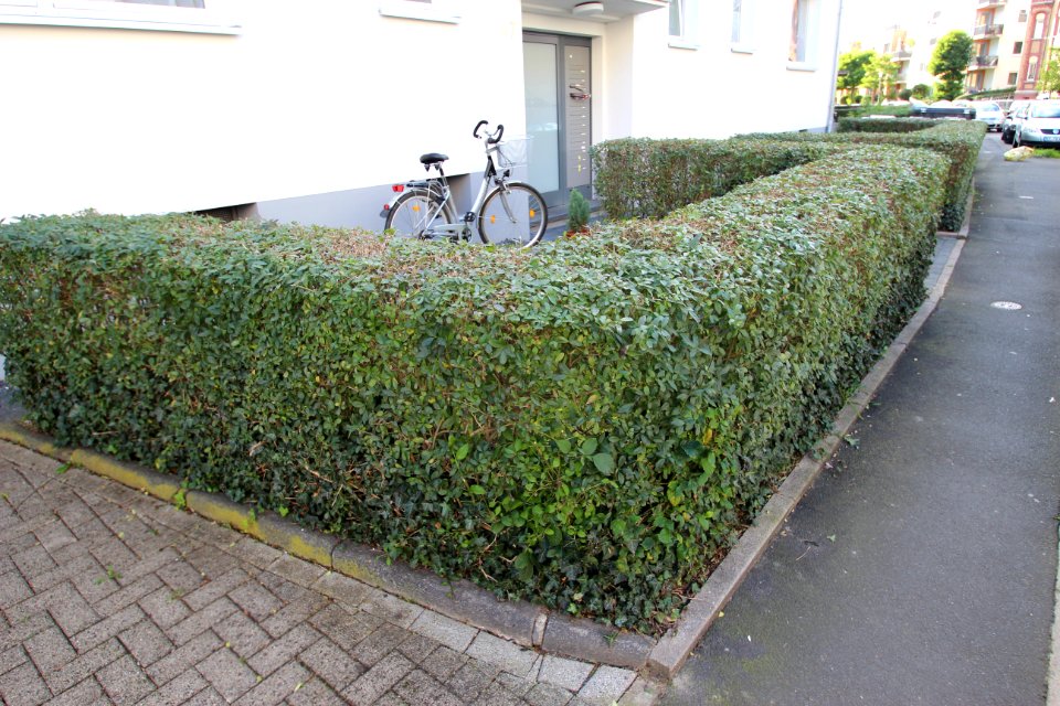 Vorgarten von Wohnhaus Philosophenweg 47 in Kassel