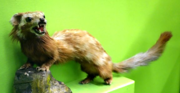Vormela peregusna - Museo Civico di Storia Naturale Giacomo Doria - Genoa, Italy - DSC02630