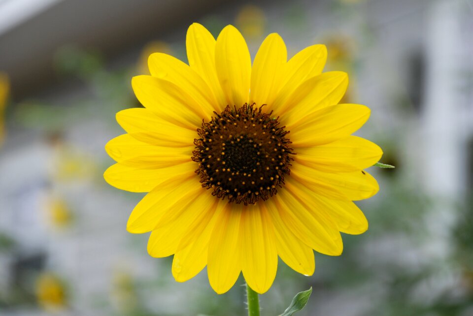 Nature summer sun
