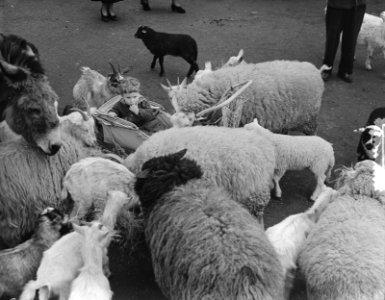 Voorjaarsplaatjes Artis kinderboerderij, Bestanddeelnr 905-6692