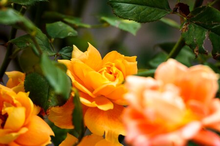 Autumn rose yellow orange photo