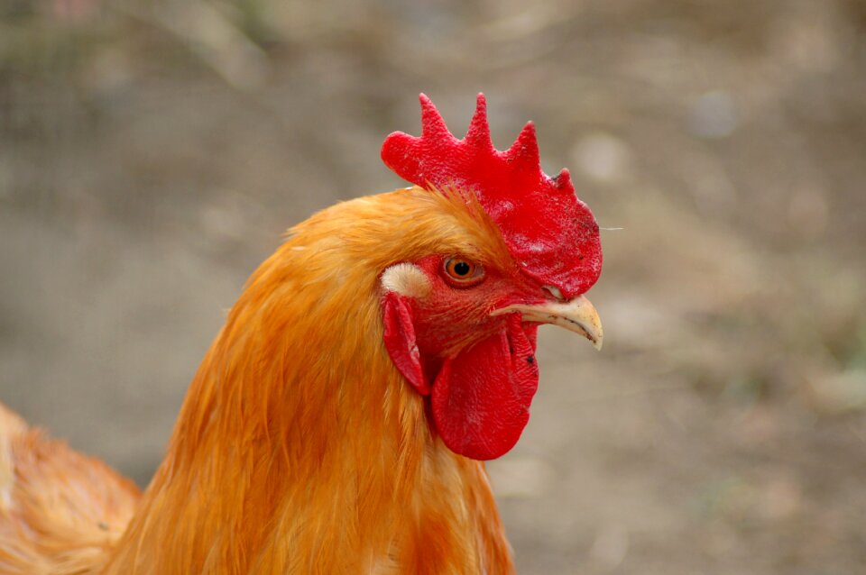 At the court of cock the hen