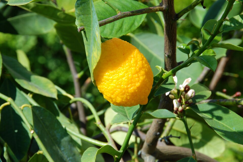 Lemon tree lemon fruit vienna