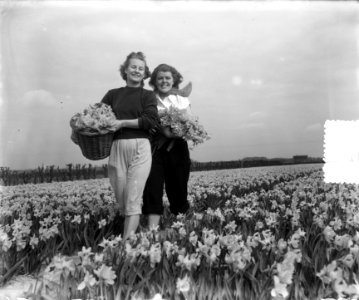 Voorjaarsplaatjes meisjes op Narcissenveld, Bestanddeelnr 905-6424