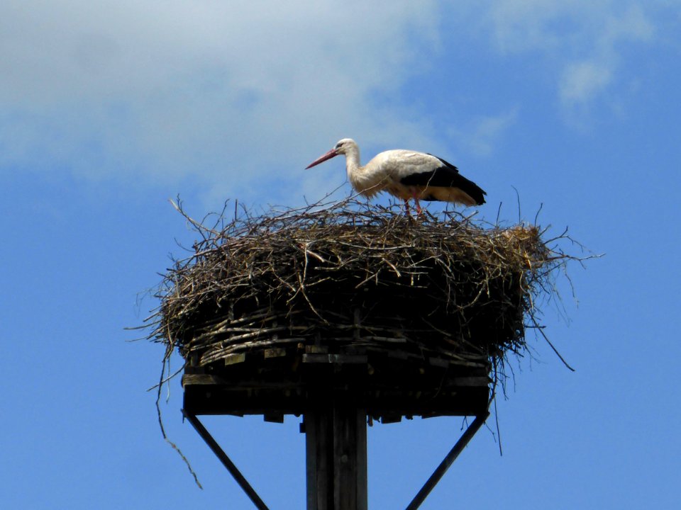 Vorhop Storch