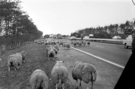 Vrachtwagen met schapen gekanteld op weg Amsterdam Den Haag , schapen worden bi…, Bestanddeelnr 925-1223