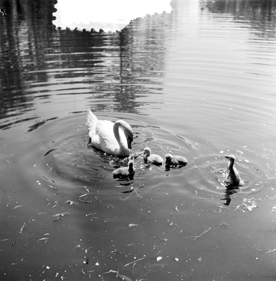 Voorjaarsplaatje. Zwaan met kuikens in Vondelpark, Bestanddeelnr 905-7378