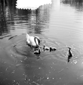 Voorjaarsplaatje. Zwaan met kuikens in Vondelpark, Bestanddeelnr 905-7378