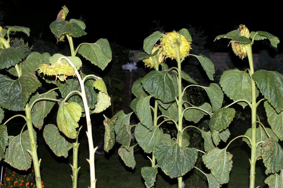 Blooming sunflowers in the night plant summer