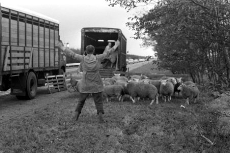 Vrachtwagen met schapen gekanteld op weg Amsterdam Den Haag , schapen worden bi…, Bestanddeelnr 925-1225