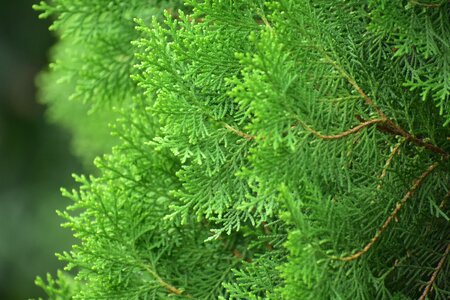 Coniferous tree green