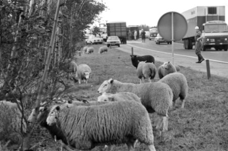 Vrachtwagen met schapen gekanteld op weg Amsterdam Den Haag , schapen worden bi…, Bestanddeelnr 925-1220