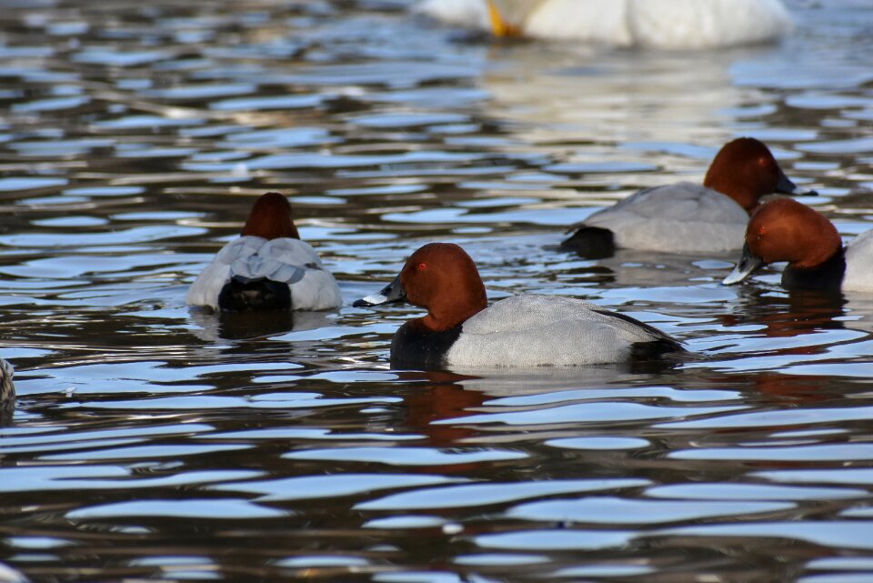 Bird wild birds waterfowl