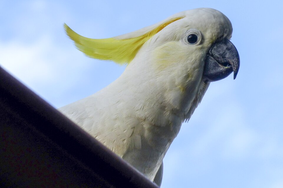 Bird wildlife parrot