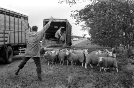 Vrachtwagen met schapen gekanteld op weg Amsterdam Den Haag , schapen worden bi…, Bestanddeelnr 925-1222