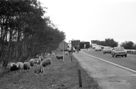Vrachtwagen met schapen gekanteld op weg Amsterdam Den Haag , schapen worden bi…, Bestanddeelnr 925-1221