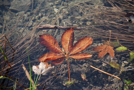 Autumn water plansee austria