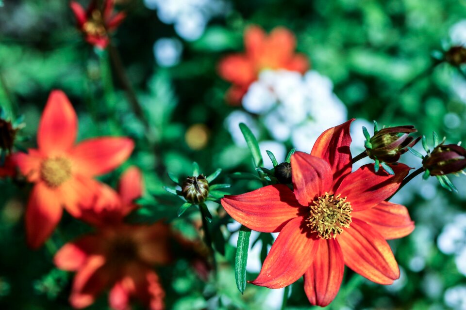 Garden summer flower flower garden
