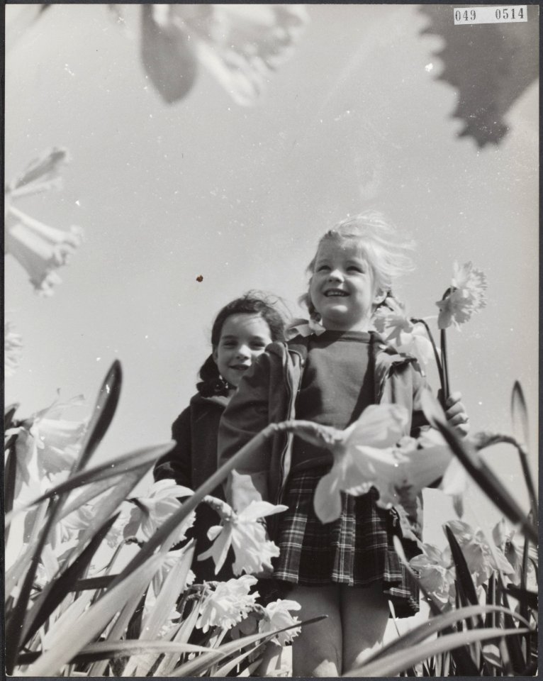 Voorjaar, narcissen, kinderen, Bestanddeelnr 049-0514