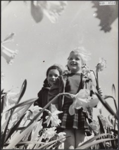 Voorjaar, narcissen, kinderen, Bestanddeelnr 049-0514